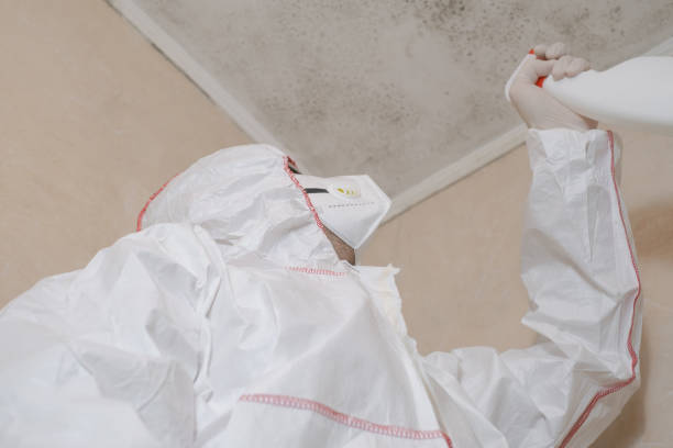 Mold Removal Process in Union Gap, WA